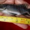 Cara Memilih Induk Ikan Nila