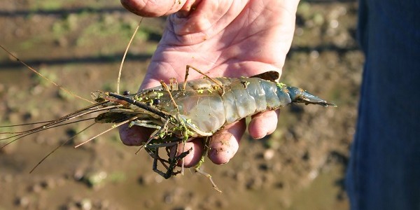 harga jual udang