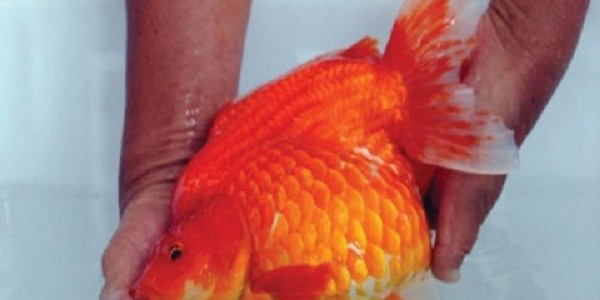 ikan mas koki