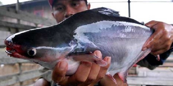 ikan patin kualitas ekspor