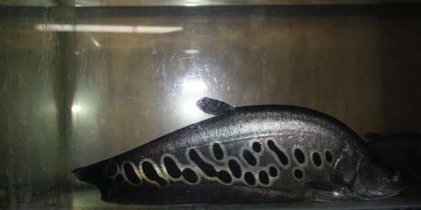 Ikan Belida Palembang