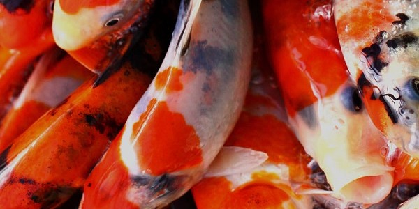 Industrialisasi Ikan Hias