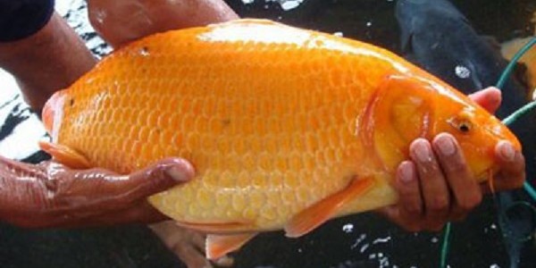 ikan emas si nyonya