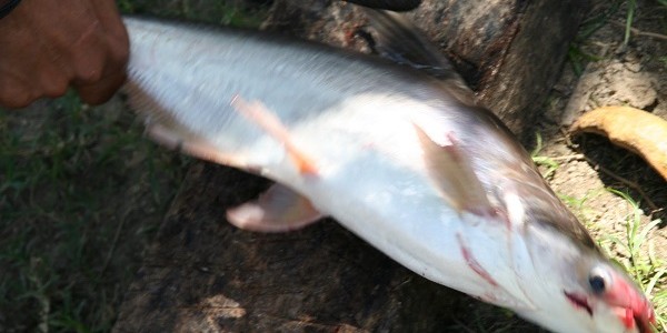 ikan patin mati