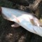 ikan patin mati