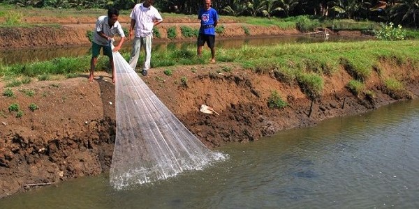 Benur Udang Vanamei