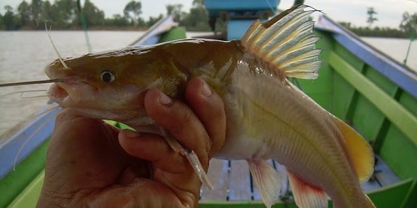 Bibit Ikan Baung