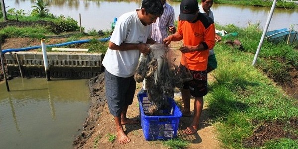 Tambak Vanamei Purworejo