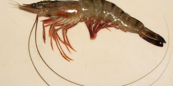 Virus Udang
