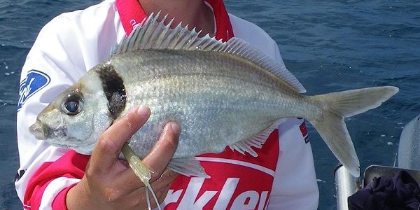 Ukuran Ikan Mengecil