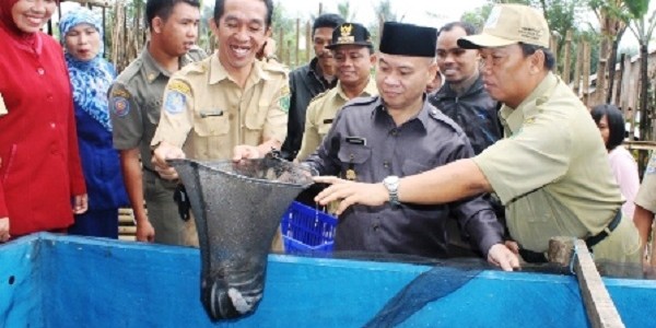 Budidaya Lele Kolam Fiber
