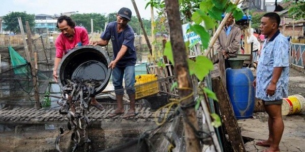 Kampung Lele Kapuk Muara