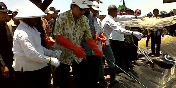 Panen Udang Windu Vanamei