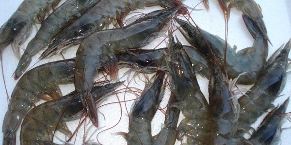 budidaya udang putih