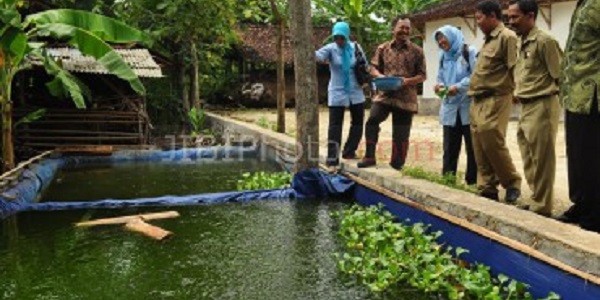 Budidaya Ikan Organik