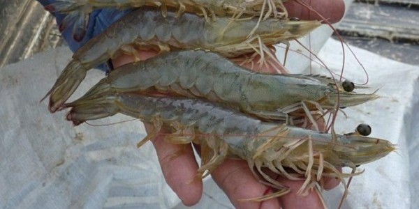 Budidaya Udang Closed System