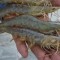 Budidaya Udang Closed System