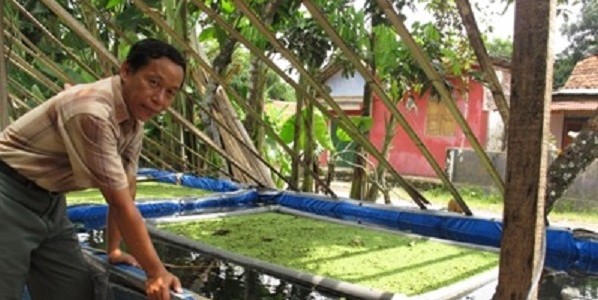 Kuswanto Sukses Budidaya Gurami