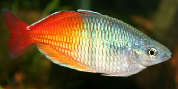jual ikan hias rainbow