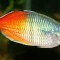 jual ikan hias rainbow