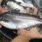 Bisnis Budidaya Ikan Patin