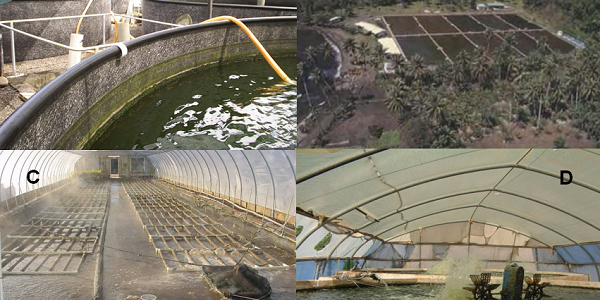 Pakan Ikan Bioflok