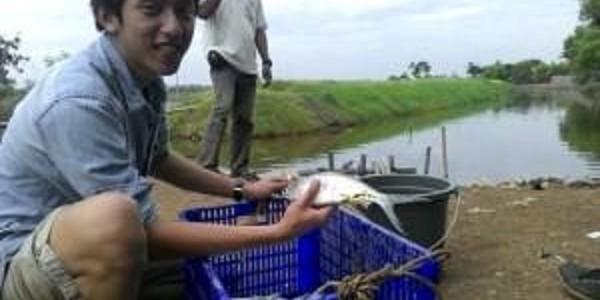 Pakan Ikan Kotoran Sapi