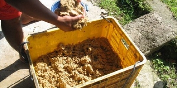 Pakan Lele Dari Ampas Tahu