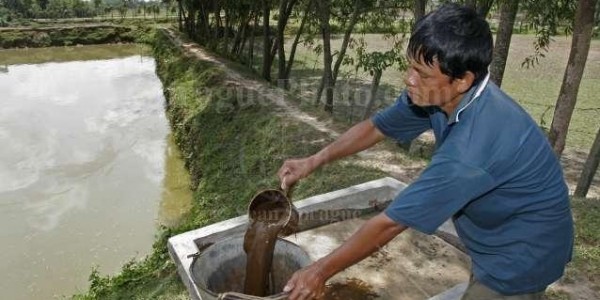 pakan ikan dari kotoran sapi