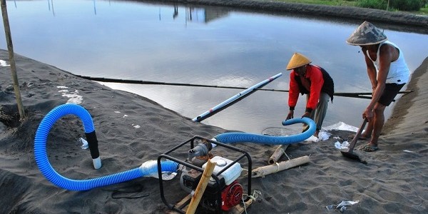 Budidaya Udang Vanamei Lahan Pasir