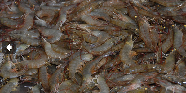 benih udang vanamei nusantara