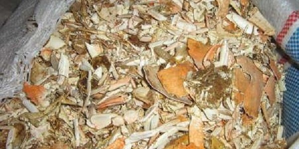 limbah ikan
