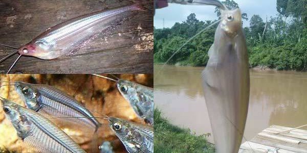 budidaya ikan selais