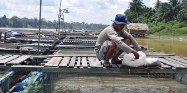 Cara Beternak Ikan Nila