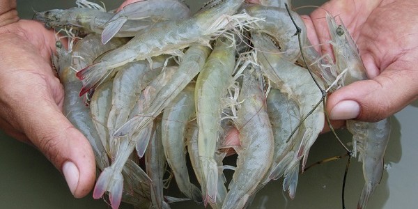 EMS udang