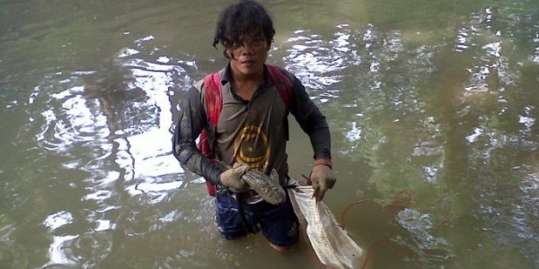 budidaya ikan sapu sapu