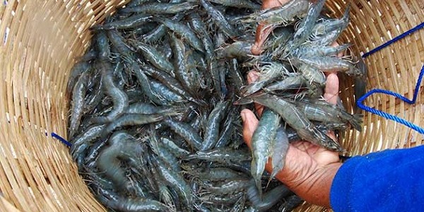cara budidaya udang vaname