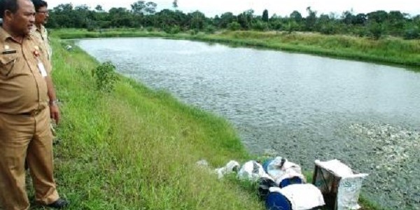 kolam ikan patin raksasa