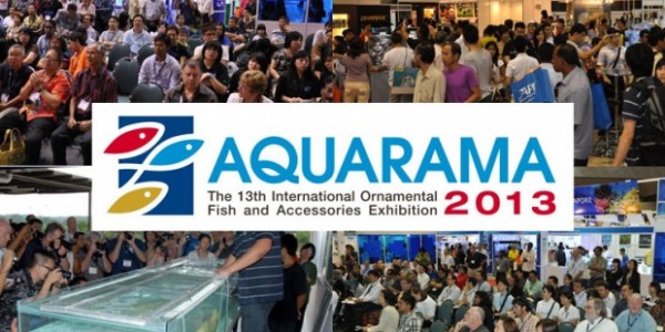 pameran ikan hias