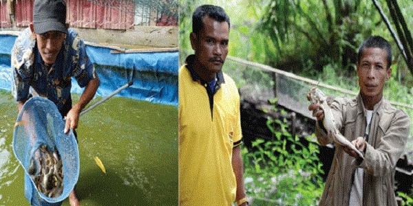 sale ikan lele