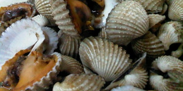 budidaya kerang dara