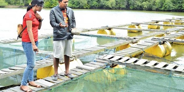 budidaya nila mangrove center