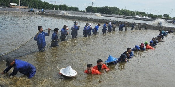budidaya udang busmetik