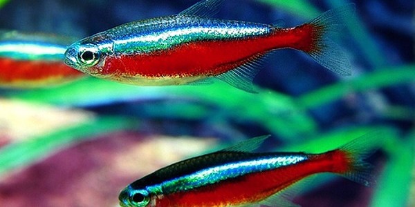 cara beternak ikan tetra