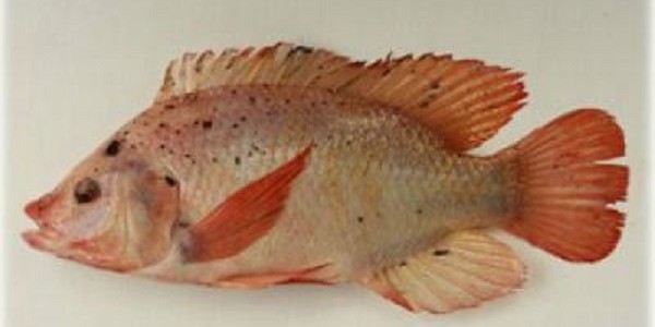 ikan nila salina