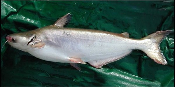 benih ikan patin kunyit