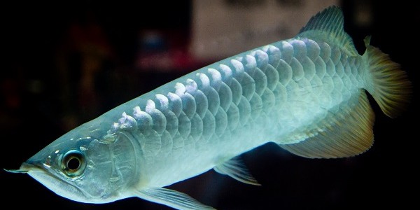 Budidaya Ikan Arwana Green Silver