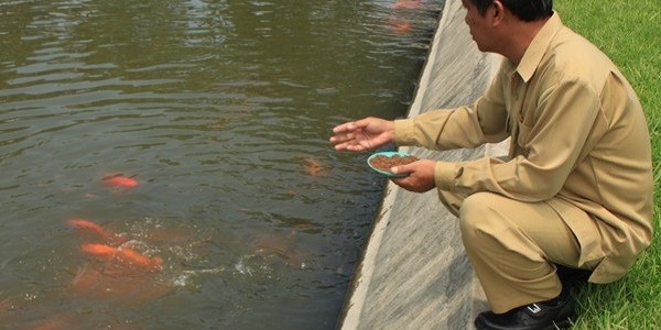 ikan mas najawa