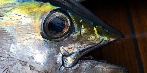 Budidaya Ikan TUna Sirip Kuning