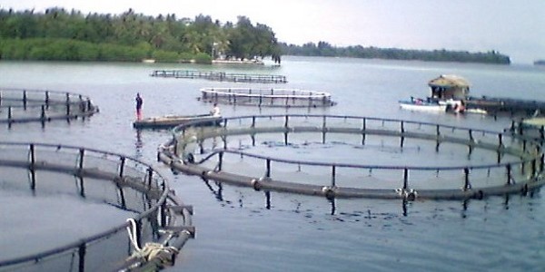 Budidaya ikan kakap